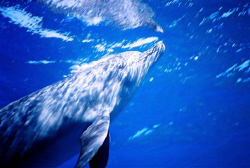Dolphin by Adrian Newell 